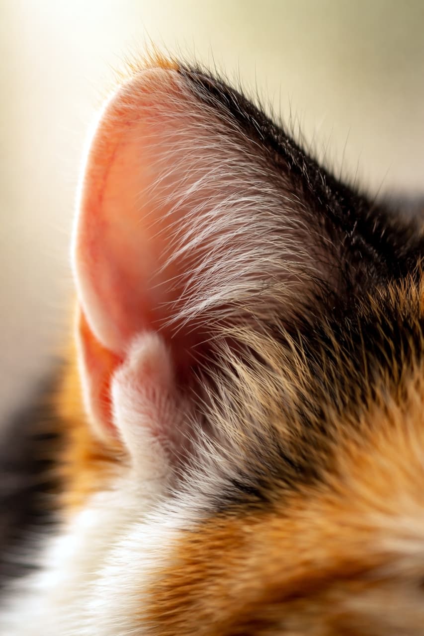 「猫のお耳って、光に透けるとこんなに神秘的なんです🐈✨ フワフワの産毛まで見えちゃう大接近ショット🔍💖 #猫の耳 #マクロ撮影 #ねこぶ」Ultra-realistic high-quality macro photograph of a calico cat's ear illuminated by backlight, showing the fine details of the fuzz, fur texture, and color transitions. バックライトを浴びて透き通るような三毛猫の耳の超マクロ写真。フワフワの産毛や毛並みの質感、色の境界線が高精細に捉えられている