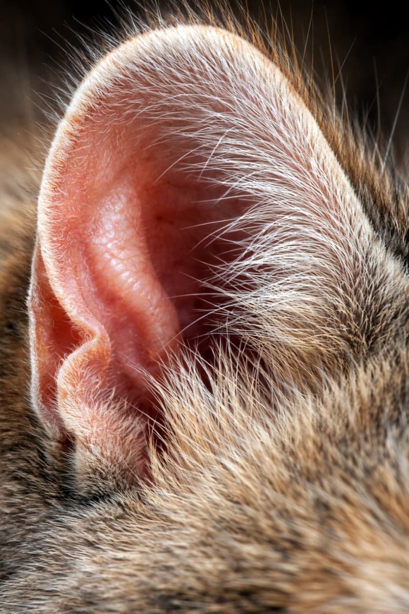 「猫好きさんにはたまらない🐈✨耳のふちにある「ヘンリーのポケット」のドアップです🔍神秘的な構造だよね！」Ultra-realistic high-quality macro photograph of a cat's ear, focusing closely on the Henry's pocket. The fine fur and translucent skin texture are sharply captured. 猫の耳の縁にある「ヘンリーのポケット」の超高画質なマクロ写真。細かな毛並みや、光に透ける皮膚の質感が鮮明に捉えられている