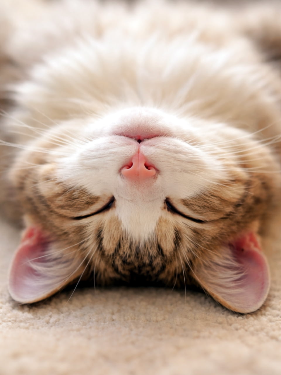 「へそ天でスヤスヤ…💤 幸せそうな寝顔とピンクのお鼻が可愛すぎて、ずっと見ていられます🥺💖」Ultra-realistic high-quality photograph of a ginger and white cat sleeping upside down on a carpet, looking completely relaxed with a gentle smile. カーペットの上で仰向けになり、目を閉じて微笑んでいるように見える茶白の猫の顔を逆さまから撮影した高画質写真