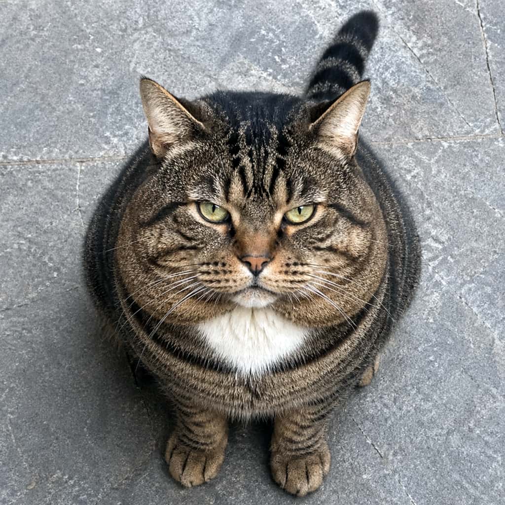 「この貫禄、ボス猫の風格…！？😎 むっちりボディが愛おしいタビー猫ちゃんです🐾 #ぽっちゃり猫 #キジトラ白 #猫好き」Ultra-realistic high-quality photograph of a chubby tabby and white cat sitting on a stone floor, looking up at the camera with a slightly grumpy expression. 石畳の床に座り、少し不満げな表情でカメラを見上げている、ふくよかなキジ白猫の超リアルな高画質写真