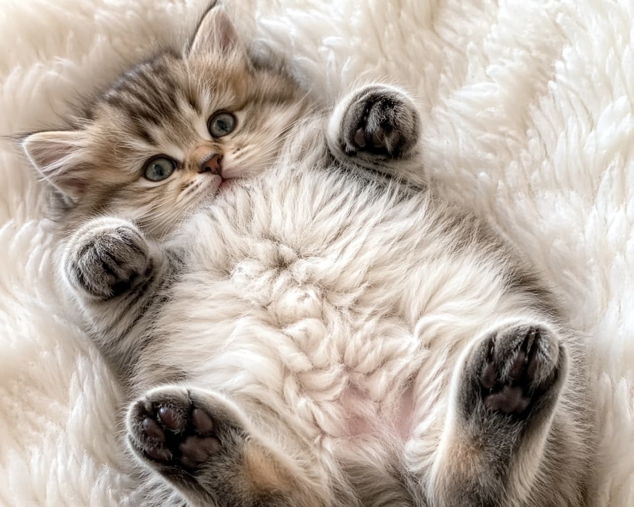 「もふもふパラダイスへようこそ☁️🐾 ずっと見ていられる究極の癒しをお届けします！ #猫のいる暮らし #へそ天 #子猫」Ultra-realistic high-quality photograph of a fluffy long-haired kitten lying on its back on a white furry blanket, showing its cute paw pads. 白いふわふわの毛布の上で仰向けになり、可愛らしい肉球を見せている長毛の子猫の超リアルな高画質写真