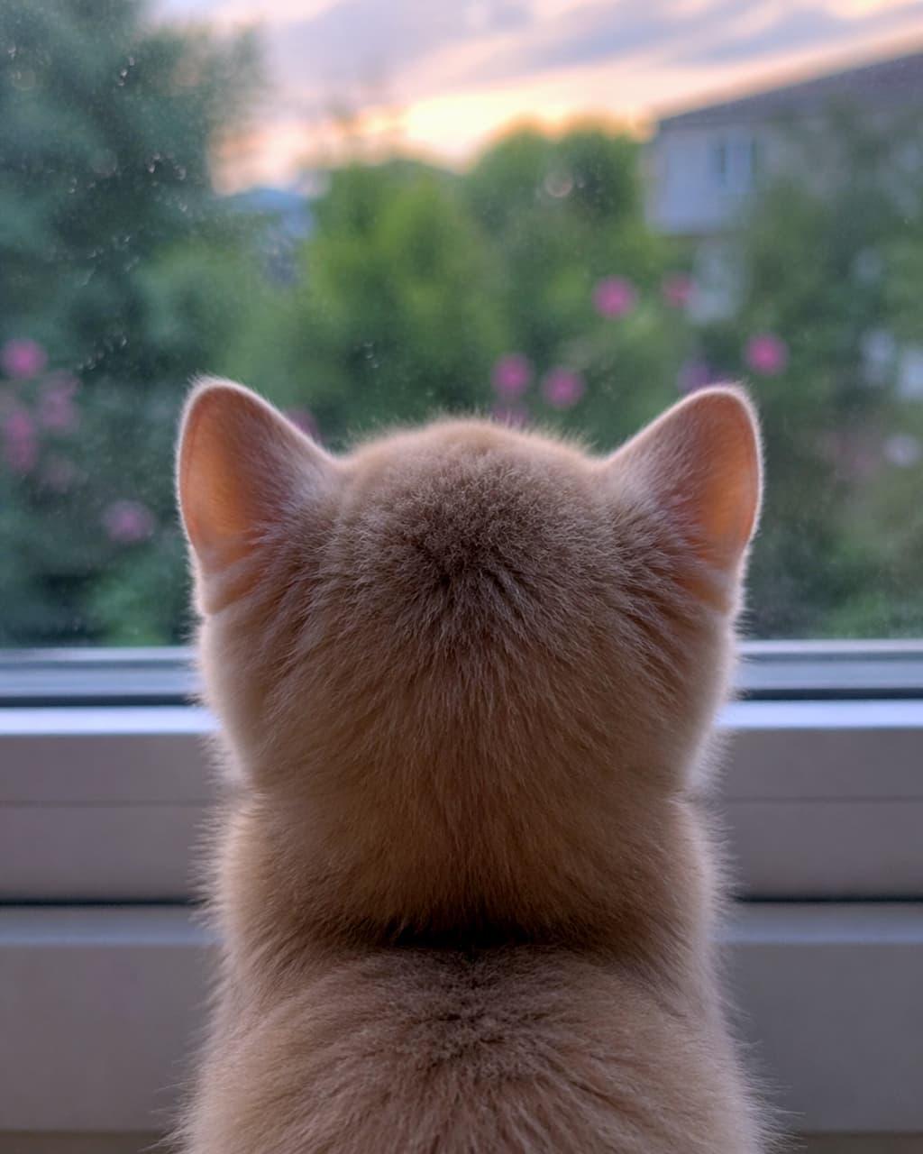 「お外には何があるのかな？🌇窓の外に広がる景色に夢中な子猫の、ふわふわで丸っこい後ろ姿が可愛すぎて撫で回したい！🥺💖」The back of a small, fluffy, light orange kitten sitting on a window sill, looking out through the glass at a soft sunset sky and blurred green trees. 窓辺に座って外の景色を眺めている、ふわふわで淡いオレンジ色をした小さな子猫の後ろ姿。窓の奥には緑の木々と夕暮れの空がぼやけて見えます