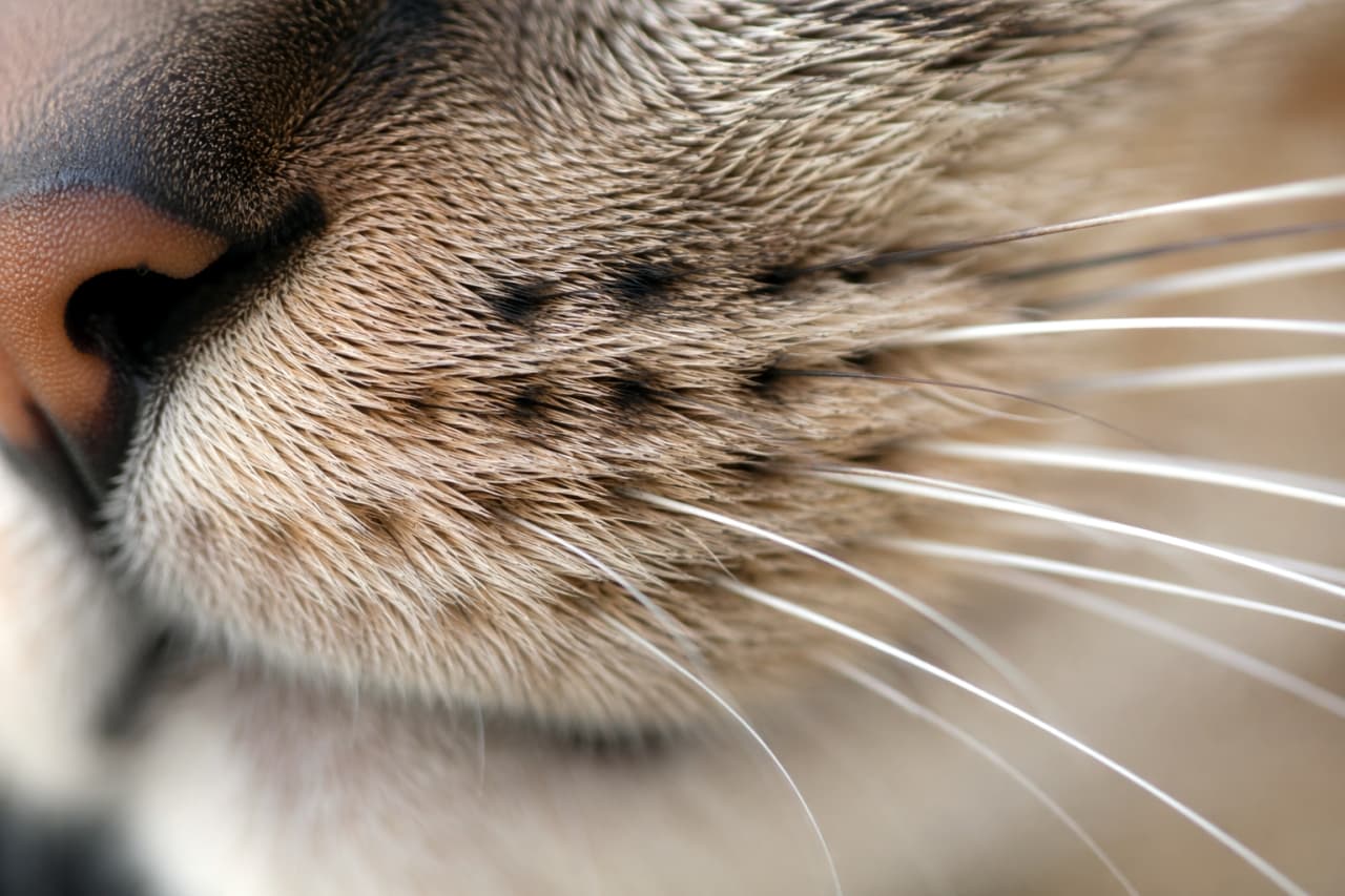 「猫好きにはたまらない魅惑のドアップ！👃✨ おひげの1本1本までじっくり観察しちゃおう🔍 #猫の鼻 #マクロ撮影 #猫マニア」Ultra-realistic high-quality macro photograph clearly capturing a cat's pink nose and the base of its white whiskers. 猫のピンク色の鼻と、口元から伸びる白いひげの根元を鮮明に捉えた超高画質なマクロ写真
