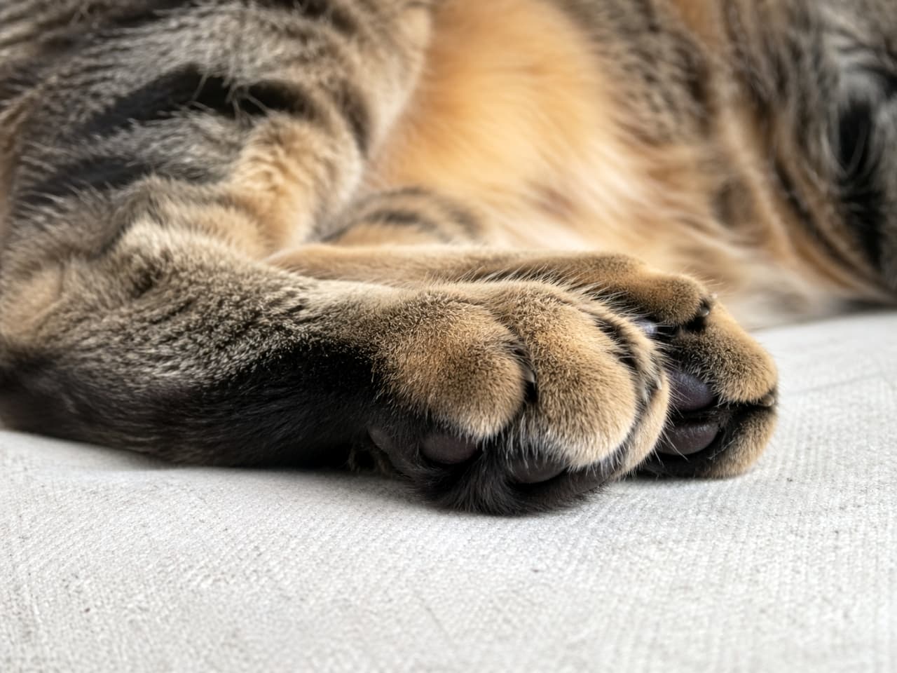 「お行儀よく揃えられた前足にキュンッ😍 このクリームパンみたいなフォルム、ずっと見てられる…🥐💕 #猫の足 #クリームパン」Ultra-realistic high-quality close-up photograph of a relaxed cat's neatly crossed front paws resting on a fabric sofa. The soft fur and slightly visible claw tips are depicted in fine detail. 布製のソファの上でリラックスし、お行儀よく重ねられた猫の前足のクローズアップ写真。柔らかそうな毛並みと、少しだけ覗く爪の先が精細に描写されています