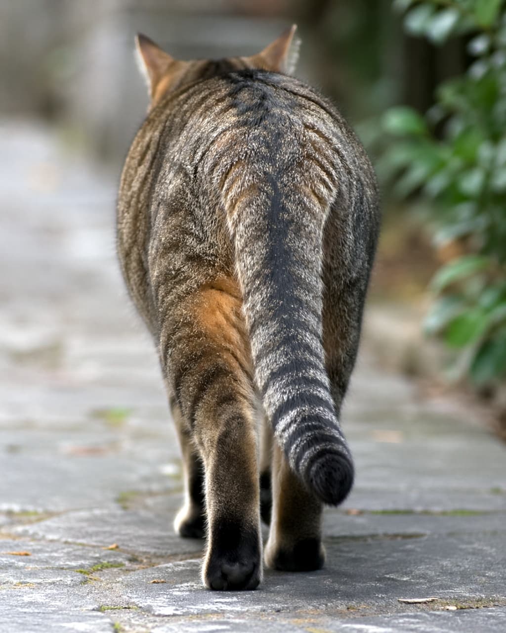 「お尻としっぽのシルエットがたまらない🐾 今日はどこへお散歩に行くのかな？🌿 #猫の後ろ姿 #お散歩猫 #猫のしっぽ」Ultra-realistic high-quality photograph of a rear view of a tabby cat walking away down a stone path, showing its striped tail. 石畳の小道を奥に向かって歩いていく、キジトラ猫の後ろ姿としましまのしっぽを捉えた超リアルな高画質写真