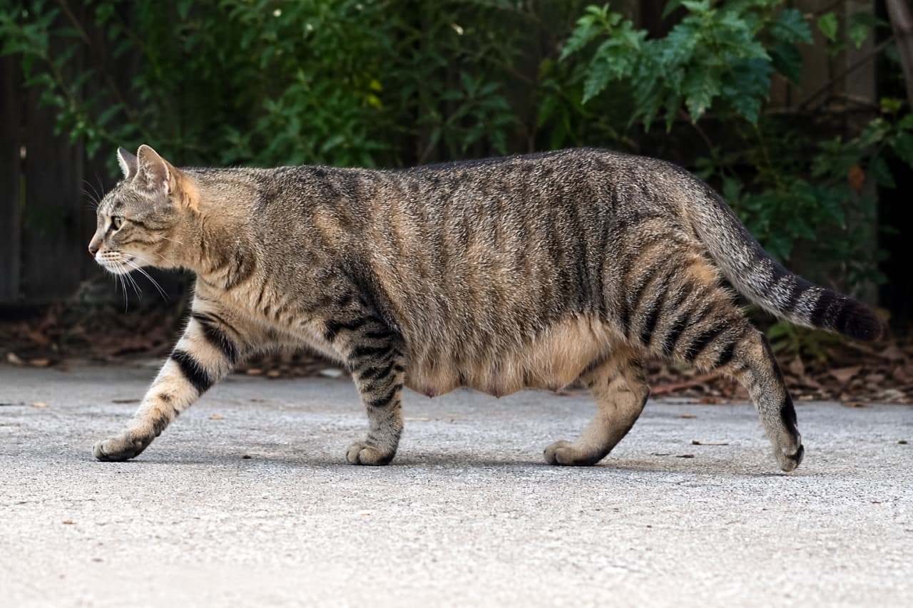 「トコトコお散歩中のトラ猫ちゃん🐾たぽんっとした魅惑のぽんぽんお腹を揺らしながら歩く姿が、とってもキュートで癒される🌿😺」A side view of a brown tabby cat walking across a paved pathway outdoors, showing a prominent belly pouch, with lush green bushes in the background. 緑豊かな茂みを背景に、コンクリートの小道を横切って歩くキジトラ猫の横姿。ふっくらとたるんだお腹を揺らしながら前進しています