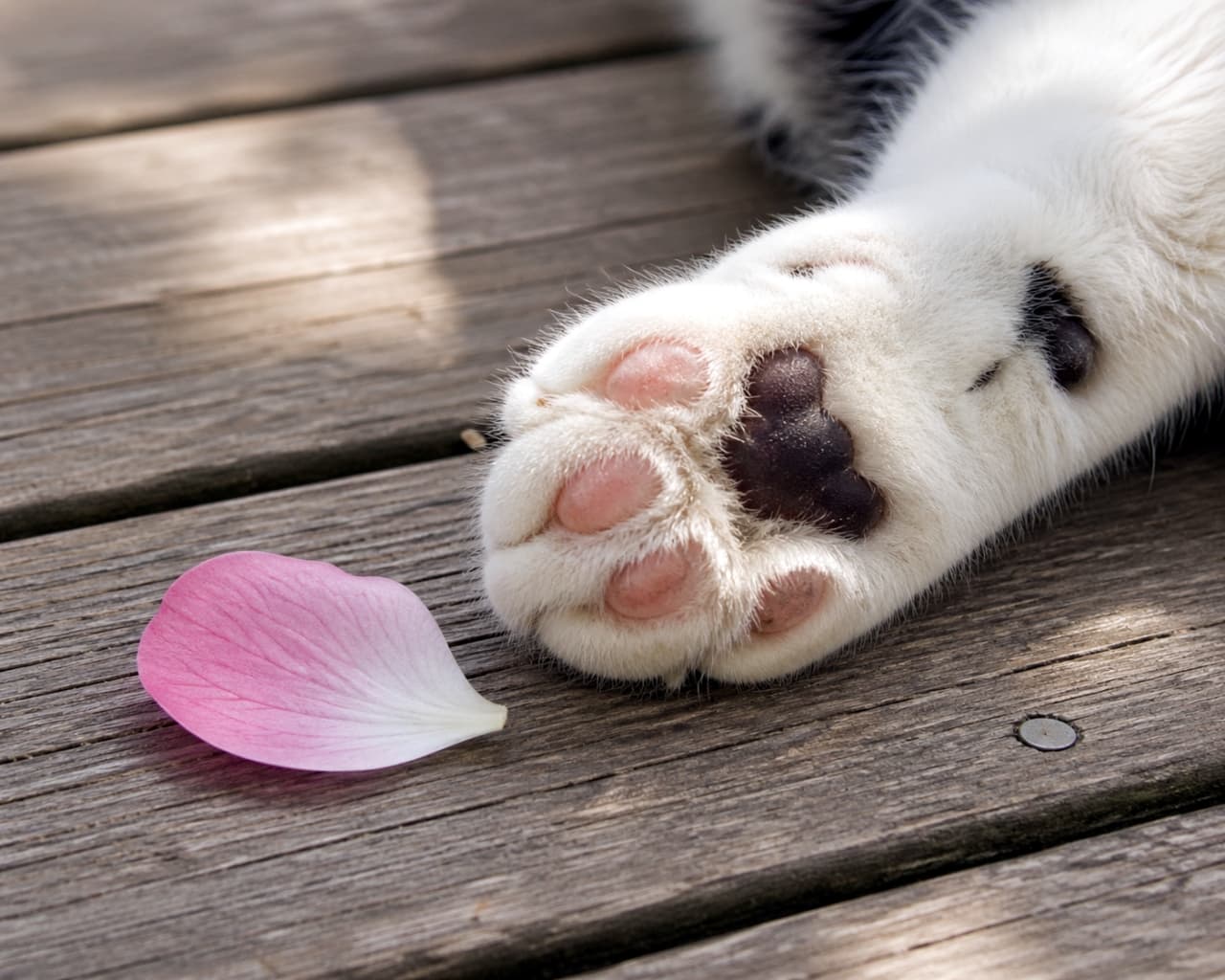 「ピンクの可愛い花びらと、もっと可愛いピンクの肉球🌸🐾 どっちも柔らかそうで触りたくなっちゃう！✨」Ultra-realistic high-quality photograph of a black and white cat's paw showing cute pink beans, resting next to a single pink flower petal on a wooden surface. ウッドデッキの上に置かれた、ピンク色の肉球が愛らしい白黒猫の前足。そのすぐそばには、鮮やかなピンク色の花びらが一枚落ちている