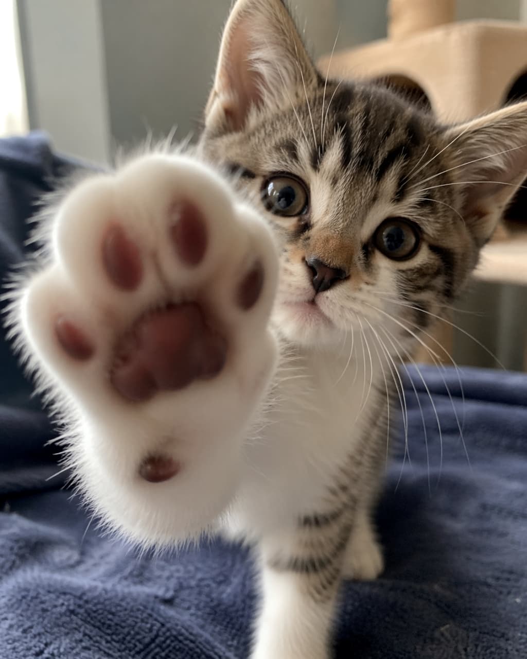 「はい、タッチ！✋✨画面の向こうから元気な猫パンチが飛んできました🐾今日も一日がんばりましょう！🔥 #猫パンチ #ハイタッチ」Ultra-realistic high-quality photograph of a playful kitten reaching its paw towards the camera, creating a dynamic close-up of its paw pads with the face in sharp focus behind. カメラに向かって元気よく右前足を伸ばしているキジトラ白の子猫。画面の手前に大きく写った肉球と、奥でピントの合った可愛らしい顔が立体感を生む、高品質でリアルな写真
