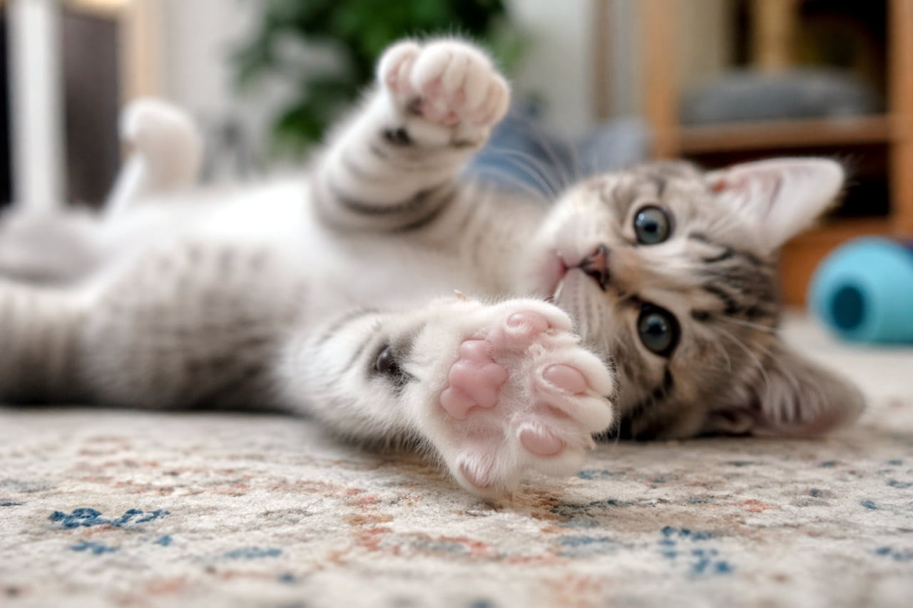 「えいっ！捕まえちゃうぞ〜🐾💥 元気いっぱいに伸ばしたおててと、ピンクの肉球のドアップにキュン死注意！😍」Ultra-realistic high-quality photograph of a playful tabby kitten rolling on its back on a patterned rug, reaching its paw towards the camera, showcasing its cute pink paw pads. 柄物のラグの上で仰向けに転がり、カメラに向かって前足を伸ばす遊び心満載のキジトラ子猫。ドアップになったピンクの肉球が目を引く高画質写真