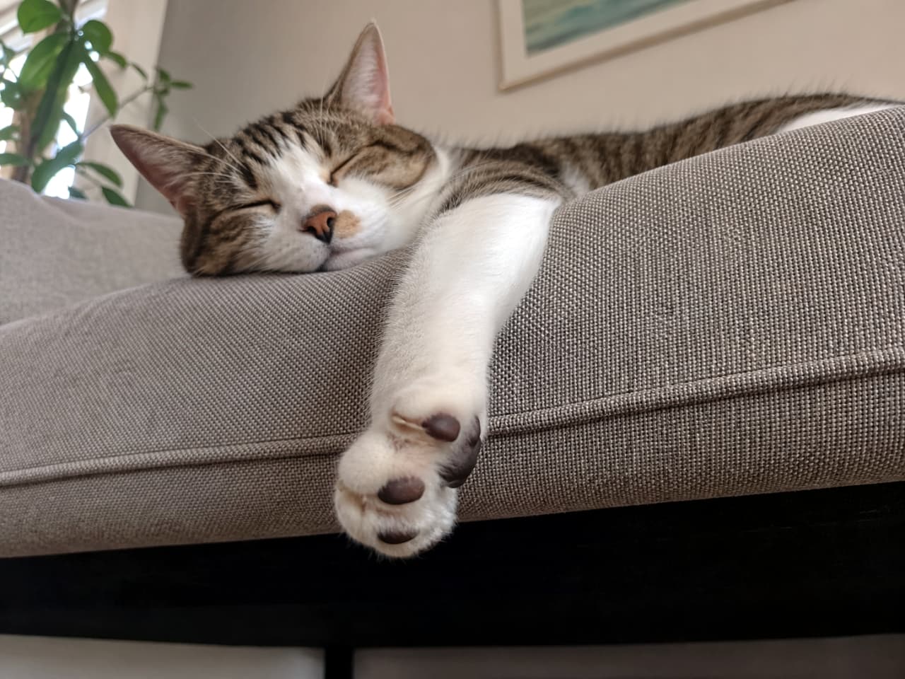 「夢の中へスヤスヤ…☁️ だらーんと垂れたおててが、最高にリラックスしてる証拠だニャ💤」Ultra-realistic high-quality photograph of a relaxed tabby-and-white cat sleeping peacefully on a gray sofa armrest, with one paw dangling down to show its paw pads. グレーのソファの背もたれで気持ちよさそうに眠るキジトラ白猫。片方の前足をだらんと下に垂らし、リラックスしきった表情と肉球が印象的な高画質写真