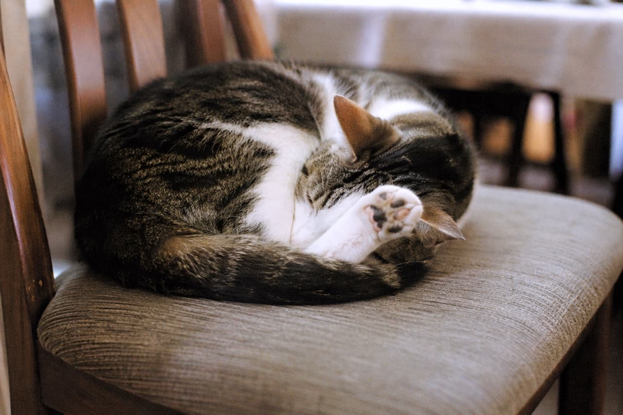 「まあるくなってお昼寝中😴💤前足で顔を隠す仕草がたまらなくキュートな一枚です💖」Ultra-realistic high-quality photograph of a tabby and white cat sleeping curled up on an upholstered wooden chair, covering its face with its paws. 布張りの木製椅子の上で丸まって眠るキジ白猫の高画質写真。前足で顔を隠すようにしてぐっすり眠っている