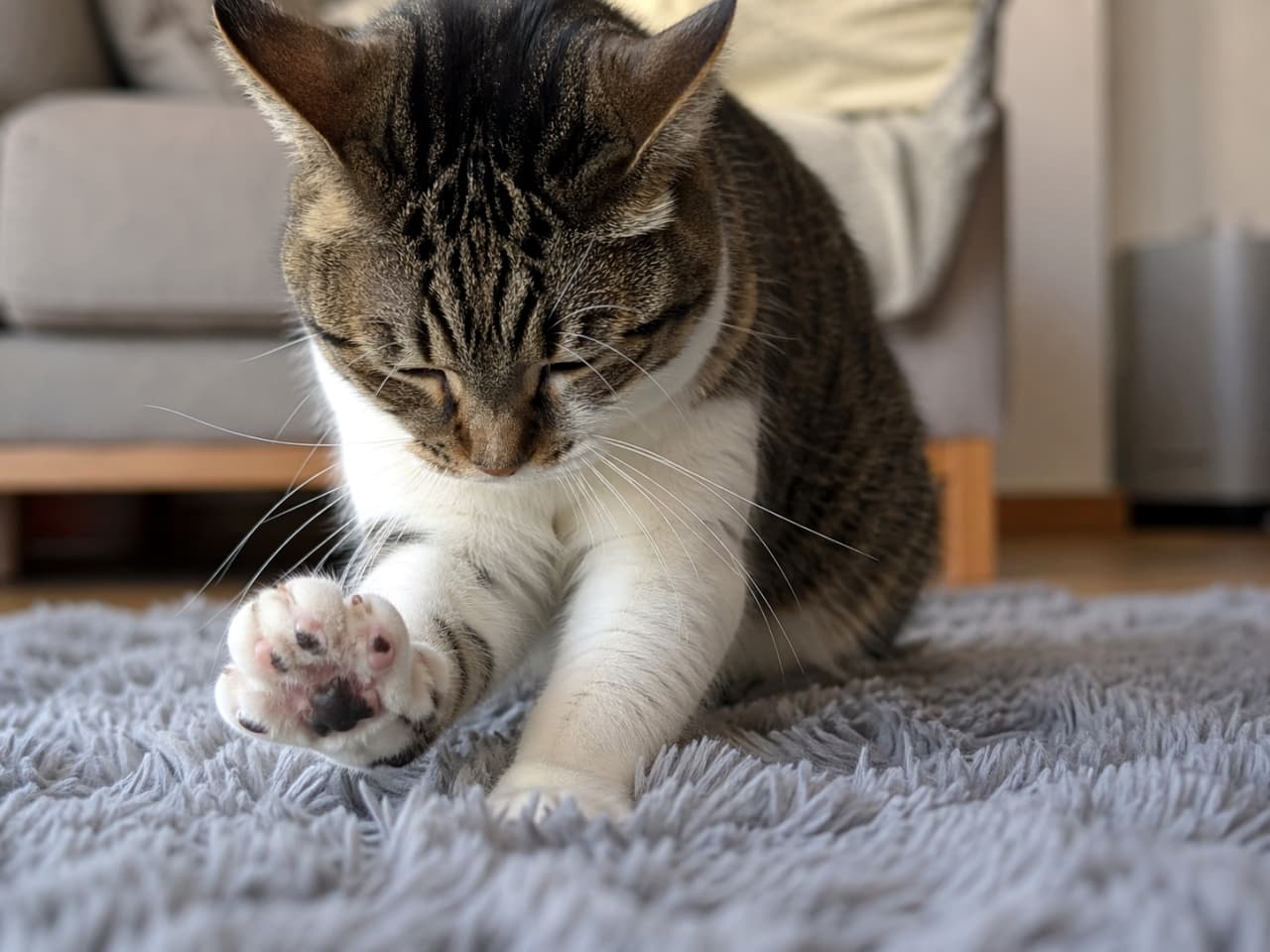「至福の「ふみふみ」タイムに突入〜🐾✨リラックスしきった表情と、チラ見えする肉球に癒やされ度120%💕」Ultra-realistic high-quality photograph of a tabby and white cat kneading a soft gray rug. The cat is in a relaxed state with its eyes closed, lifting one paw to show the underside pads. 柔らかいグレーのラグの上で、前足でふみふみ（足踏み）をしているキジ白猫の高画質写真。リラックスした様子で目を閉じ、片方の前足を上げて肉球を見せている
