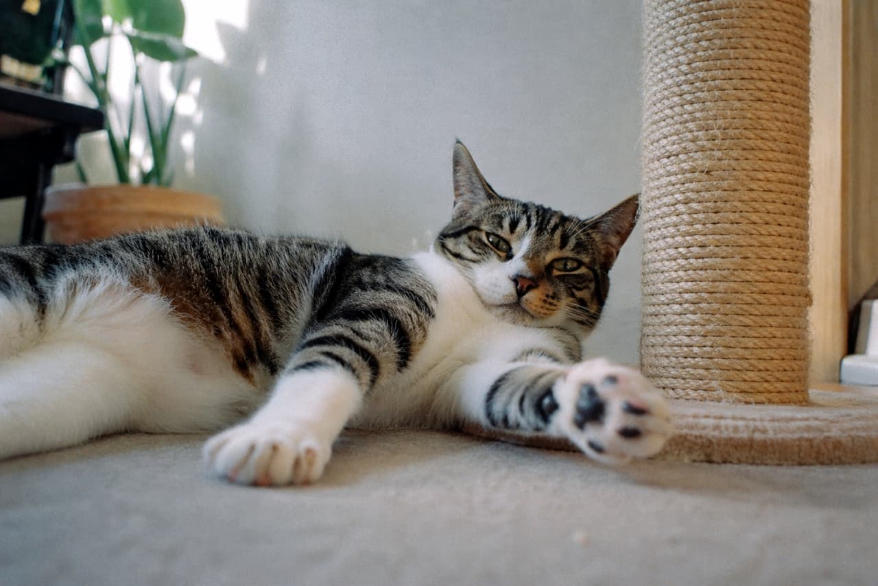 「お部屋でゴロゴロ最高〜🐈✨リラックスモード全開な姿に、見ているこっちまで癒やされます🌱」Ultra-realistic high-quality photograph of a tabby and white cat lying on the floor indoors near a scratching post, stretching one front paw towards the camera in a relaxed pose. 室内の床に寝転がるキジ白猫の高画質写真。爪とぎポールの横で前足をカメラに向けて伸ばし、リラックスしている