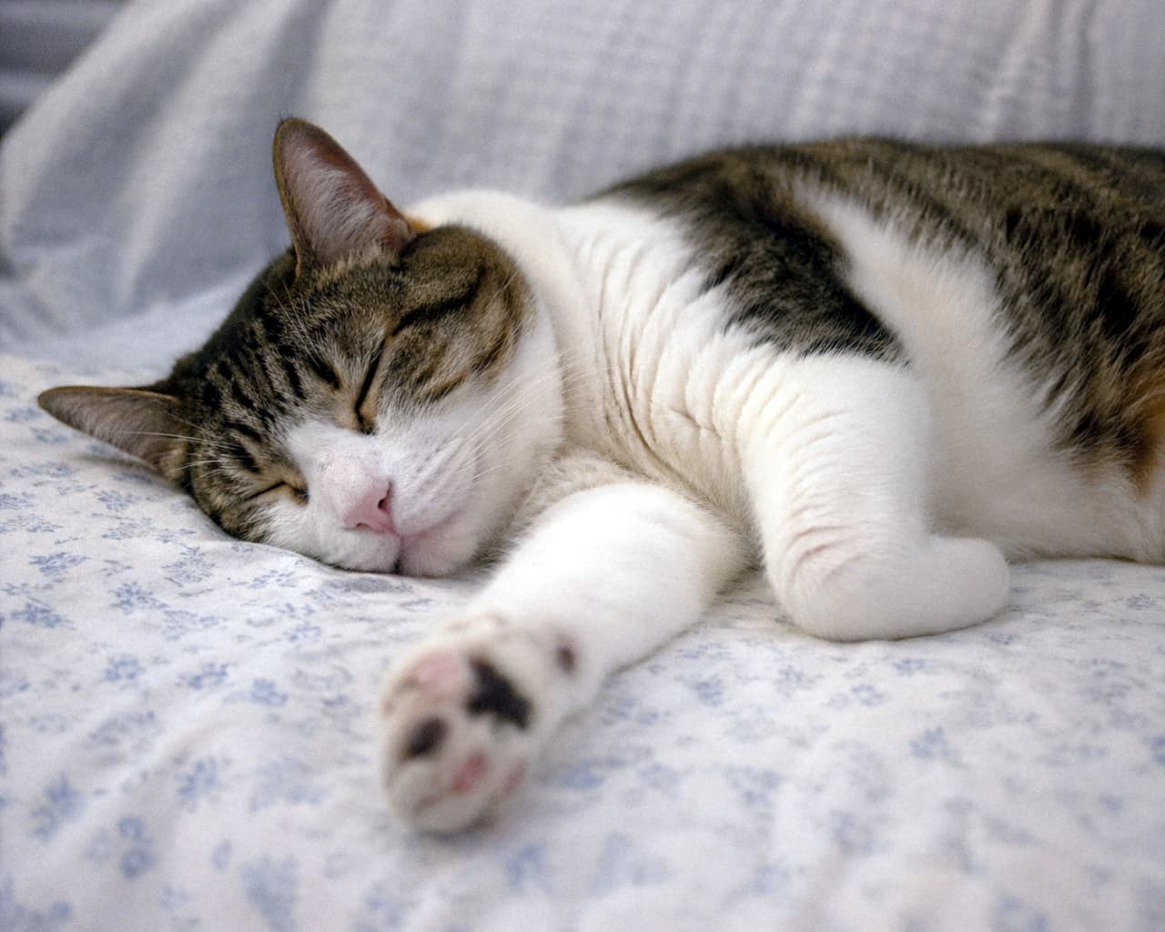 「夢の中へ行ってきまーす💤ふかふかベッドで爆睡中の無防備な寝顔に胸キュンです💕」Ultra-realistic high-quality photograph of a tabby and white cat sleeping peacefully on floral bedsheets, with its eyes closed and paws stretched out defenselessly. 花柄のベッドシーツの上でぐっすりと眠るキジ白猫の高画質写真。目を閉じ、前足を無防備に伸ばしている