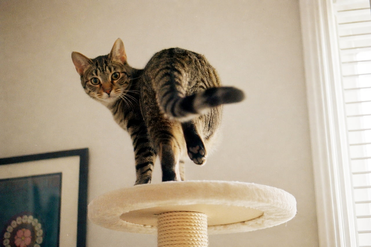 「窓の外に何か見つけたのかな？🕊️✨キャットタワーで遊ぶ元気いっぱいなキジトラちゃん！🐾」Ultra-realistic high-quality photograph of a tabby cat standing on a cat tree by a window, looking back with its tail up and one hind leg raised. 窓際のキャットタワーの上に立つキジトラ猫の高画質写真。後ろを振り向き、尻尾を上げて片方の後ろ足を浮かせている