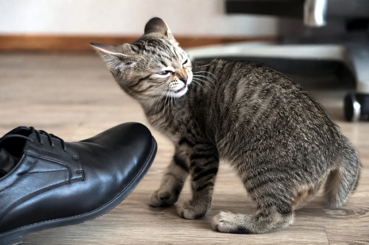 「く、くさ〜い！お外の臭いにびっくりして、思わず顔が引きつっちゃったニャ……。衝撃の瞬間を激写！😂👞」Ultra-realistic high-quality photograph of a kitten sniffing a black leather shoe and turning its head away with a disgusted expression. The neck and shoulder muscles naturally show the pulling away motion in a detailed indoor setting. 室内で黒い革靴の臭いを嗅いだ直後、顔をしかめて嫌そうに顔を背ける子猫。のけぞる瞬間の首や肩の筋肉の動きが自然に描写されており、猫特有の表情の変化を捉えた非常にリアルな写真