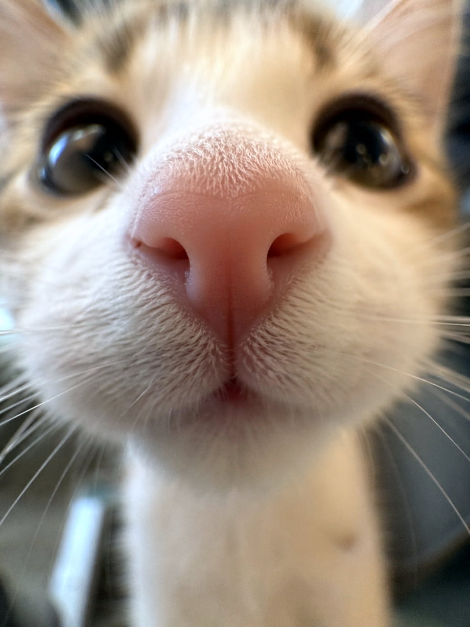 「近すぎ、近すぎ〜！😂 ドアップで見せてくれるピンクのお鼻が愛おしい🐽 触りたくなっちゃう人、挙手！🙋‍♀️ #猫バカ #ドアップ猫」Ultra-realistic high-quality macro photograph of a cute cat's face extremely close to the lens, highlighting its moist pink nose and whiskers. カメラに顔を近づけているキジ白猫の超ドアップ写真。湿ったピンク色の鼻と細かなヒゲの毛穴まで鮮明に写し出されたマクロ撮影