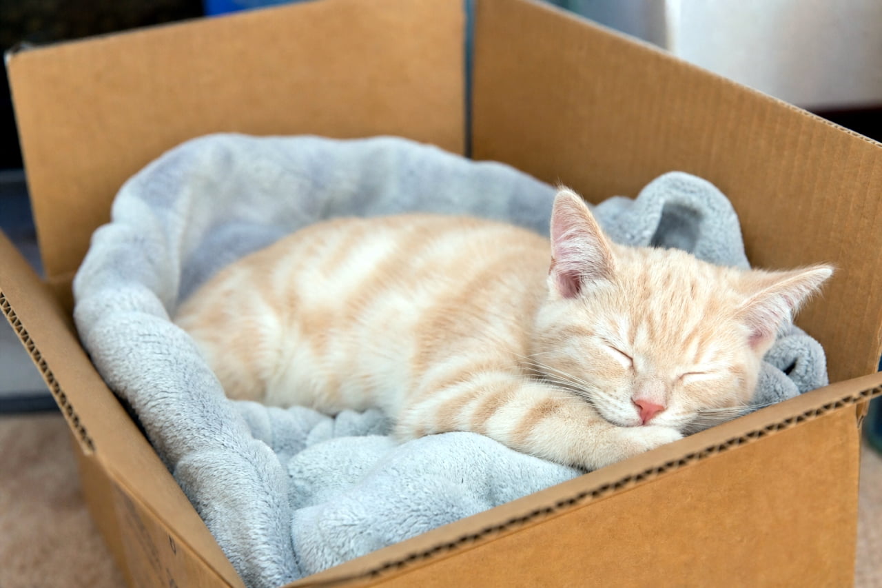 「最高の癒やしをお届け🐾箱の中でスヤスヤ眠るクリームトラちゃんが天使すぎる…😴💕 #猫のいる暮らし」Ultra-realistic high-quality photograph of a cream tabby kitten sleeping peacefully inside a cardboard box, nestled in a soft gray blanket. Captured from a high angle with cozy, warm indoor lighting. 段ボール箱の中の柔らかいグレーの毛布に包まれて、安らかに眠るクリームトラの仔猫。斜め上のアングルから捉えた、温かみのある室内光が差し込む高品質でリアルな写真