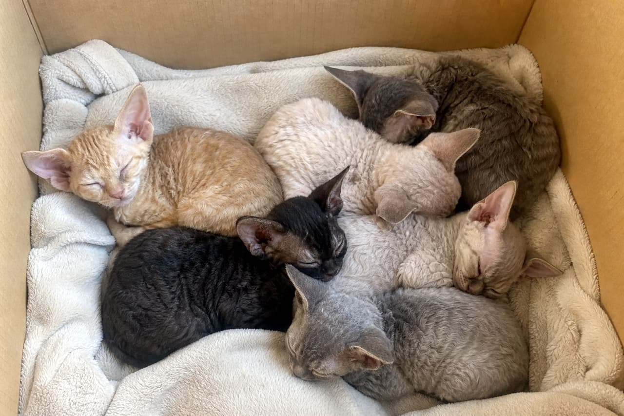 「幸せが詰まった箱、見つけちゃいました📦💕 寄り添って眠る6匹の子猫ちゃんに癒やされて。 #猫のいる暮らし #デボンレックス #お昼寝」Ultra-realistic high-quality photograph of six Devon Rex kittens with curly fur sleeping together on a beige fleece blanket inside a cardboard box. Top-down close-up view showing kittens of various colors (orange, black, grey, cream) with their distinctive large ears and curly coats in soft lighting. 段ボール箱の中に敷かれた柔らかなベージュの毛布の上で、身を寄せ合って眠る6匹のデボンレックスの子猫。オレンジ、黒、グレー、クリーム色など様々な毛色の猫が、デボンレックス特有の縮れ毛とはっきりした大きな耳を見せて丸まっている、上部からのクローズアップショット
