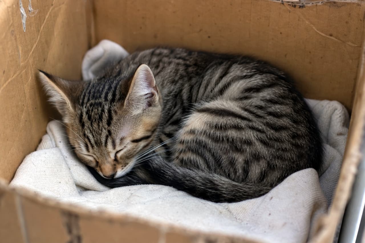 「ダンボールの中はボクだけの特等席。💤 夢の中で何をして遊んでいるのかな?🐈」Close-up realistic photo of a tabby kitten sleeping curled up inside a slightly worn cardboard box with a soft white blanket, looking cozy and safe with detailed fur texture. 古びたダンボールの中で、柔らかい布に包まれて丸まって眠るキジトラの子猫。クローズアップのリアルな写真スタイルで、安心しきった寝顔と毛並みの質感が詳細に描かれている