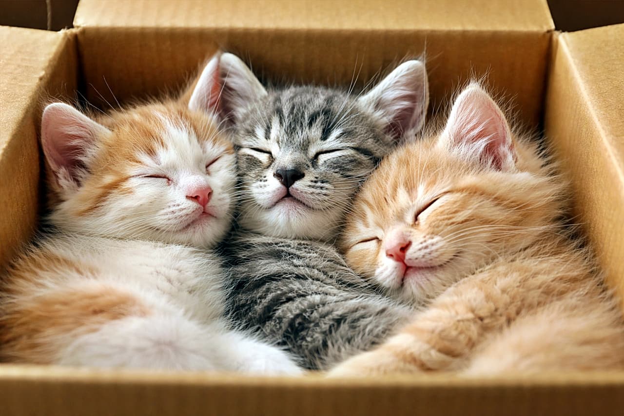 「ぎゅうぎゅうだけど、これが一番しあわせ。箱の中で夢を見る三兄弟🐾💤」Three kittens sleeping inside a cardboard box, their heads gently resting against each other, photographed in soft natural light. 段ボール箱の中で、頭を寄せ合って眠る3匹の子猫。やわらかな光に包まれた写真