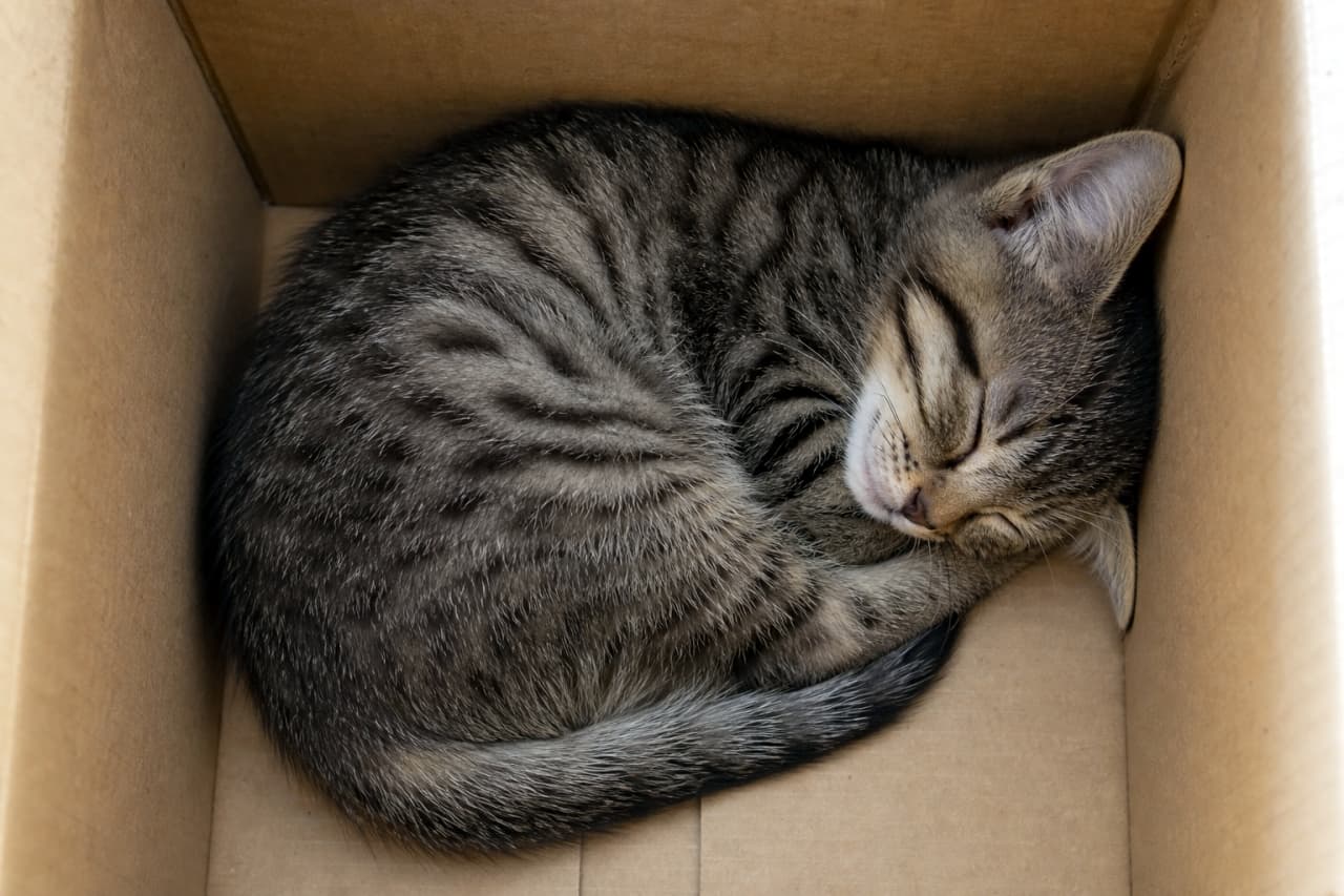 「まさにシンデレラフィット!📦 狭いところが大好きな猫ちゃんの、幸せなまんまる寝顔。🐾 #猫のいる幸せ 真上から見たお休み中のキジトラちゃん 📦」A top-down photorealistic high-resolution photo of a single tabby kitten curled up and sleeping perfectly inside a cardboard box. 真上から見下ろしたアングルで、茶色のダンボールの中に隙間なく丸まって眠るキジトラの子猫。フォトリアルで高解像度な写真