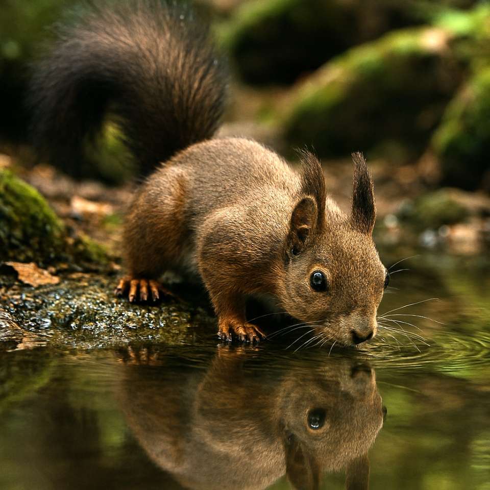A Hokkaido Squirrel drinks from a calm forest stream, its nose touching the surface and reflection clearly visible. Mossy rocks and greenery create a tranquil woodland scene. 森の水辺で水を飲むエゾリス。鼻先が水面に触れ、顔と体が鏡のように映っている。苔むした岩と緑の背景が静けさを引き立てる