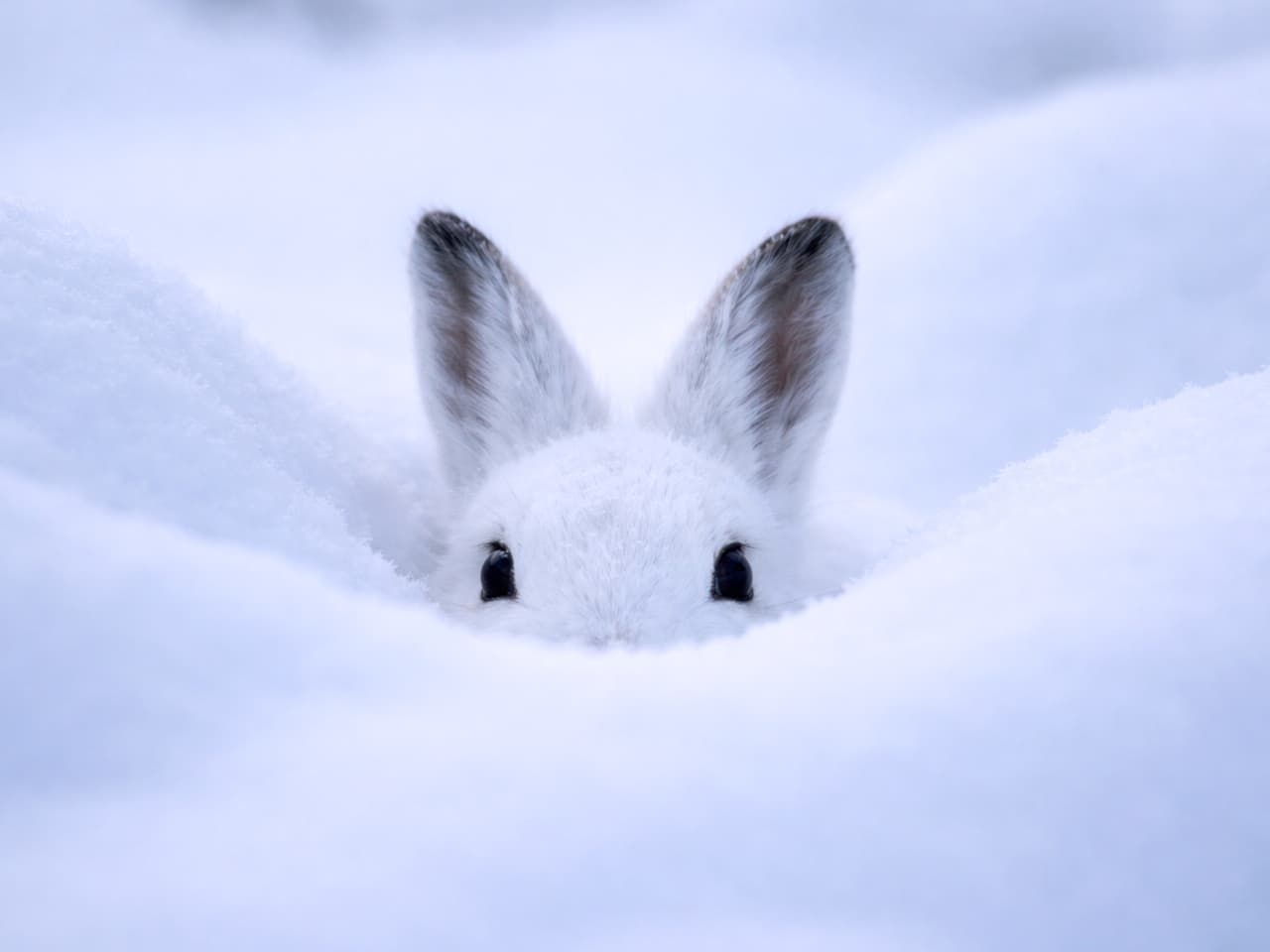「「……いた!」雪と一体化したエゾユキウサギ、見つけられたらちょっと自慢🐰❄️」Ezo snow hare camouflaged among snowdrifts, with only its eyes and ears visible in a photorealistic winter scene. 雪原に溶け込み、目と耳だけが見えるエゾユキウサギのフォトリアルな冬の姿