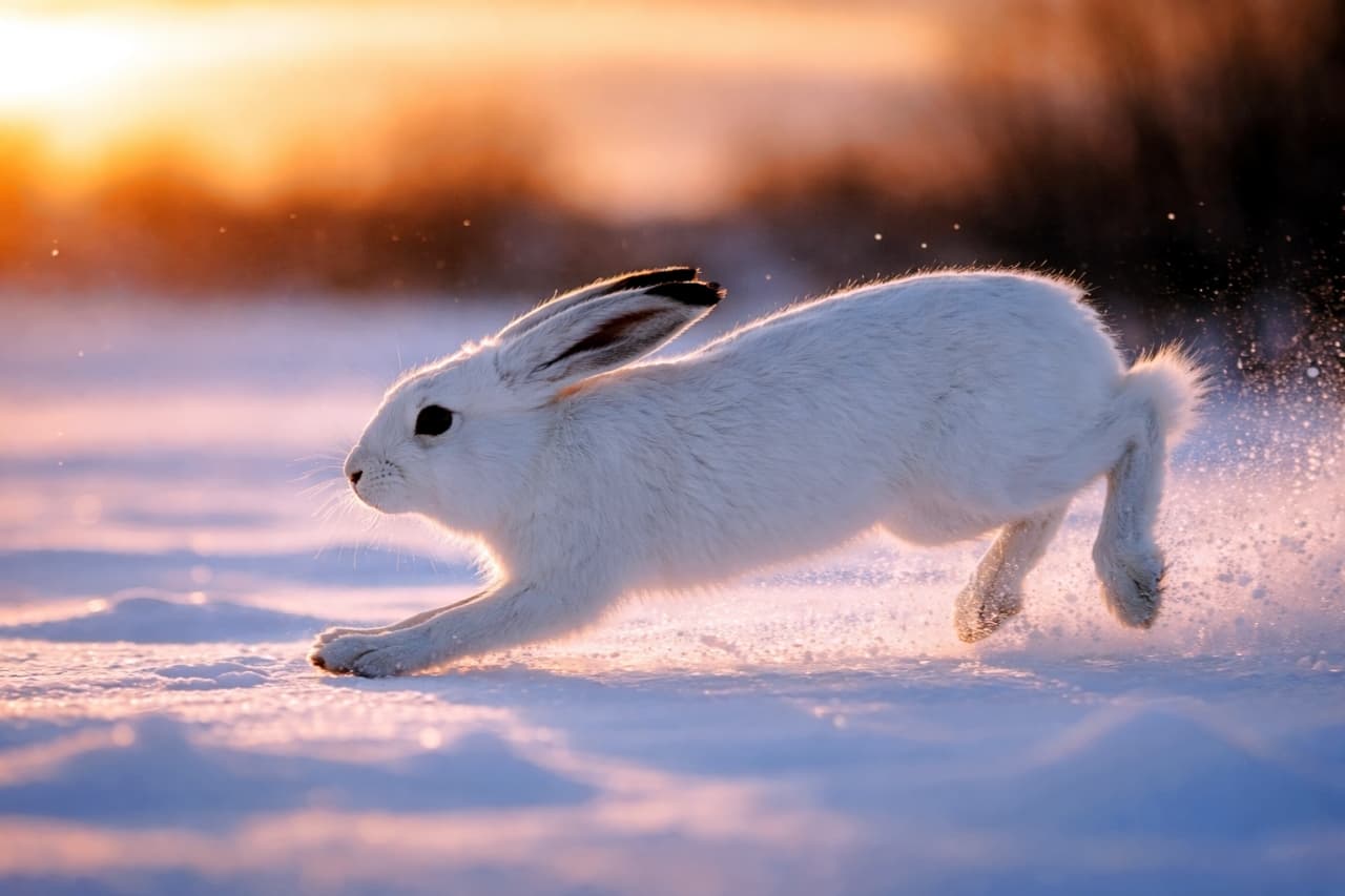 「夕焼けに染まる雪原を全力疾走!冬の王者・エゾユキウサギの一瞬のきらめき❄️🐇」Ezo snow hare running across a snowy field at sunset, ears laid back, captured in photorealistic wildlife photography. 夕焼けの雪原を走るエゾユキウサギ。耳を後ろに倒し、躍動感あふれる瞬間を捉えた野生動物写真