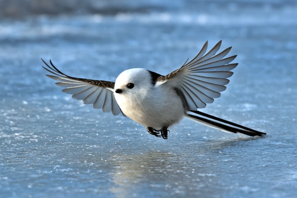 A long-tailed tit glides over a frozen surface, its spread wings and trailing tail forming a graceful arc in the icy air. 氷の上を飛ぶシマエナガ。広げた翼と長い尾が、冷たい空間に優雅な軌跡を描く