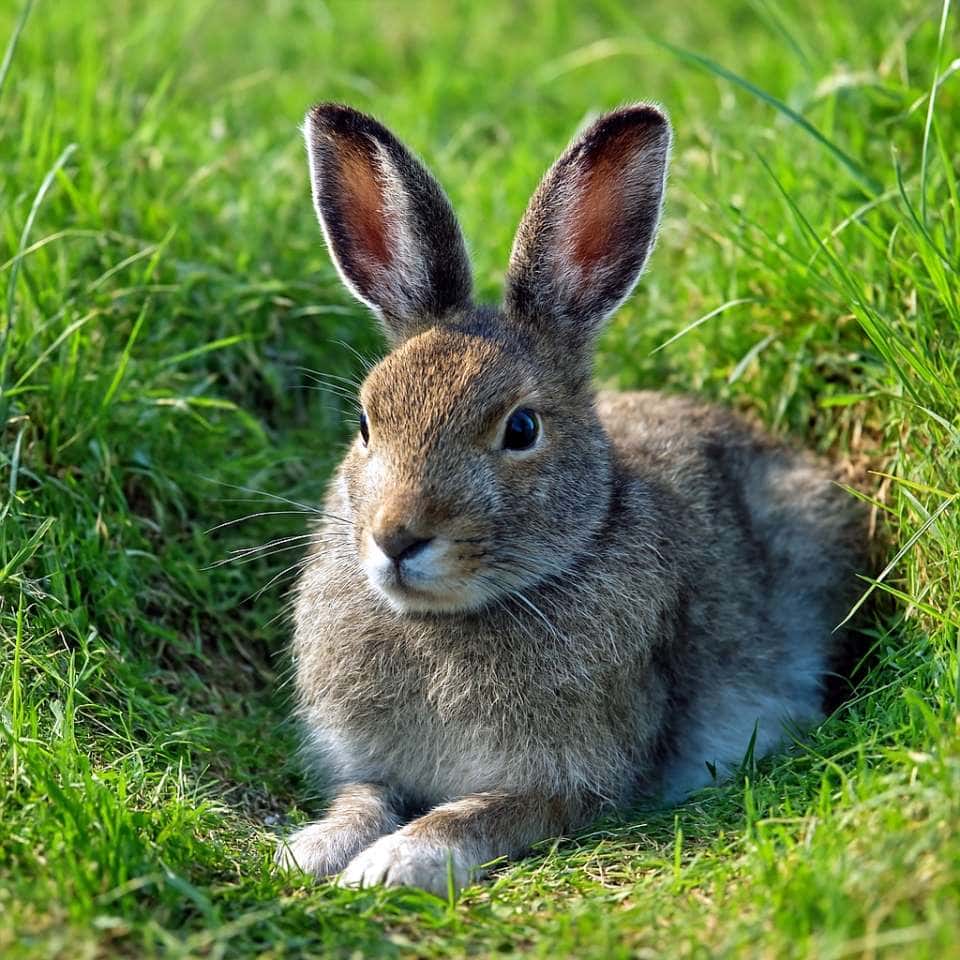 A mountain hare sitting in a grassy hollow, its brown-gray fur contrasting gently with lush greenery. 草地の窪みに座るエゾユキウサギ。茶と灰色の毛並みが緑に映える穏やかな昼下がり