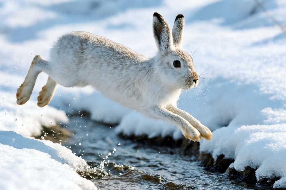 A mountain hare leaping over a snowy stream, with droplets highlighting the motion of its jump. 雪原の小川を跳び越えるエゾユキウサギ。水しぶきが動きの瞬間を際立たせている