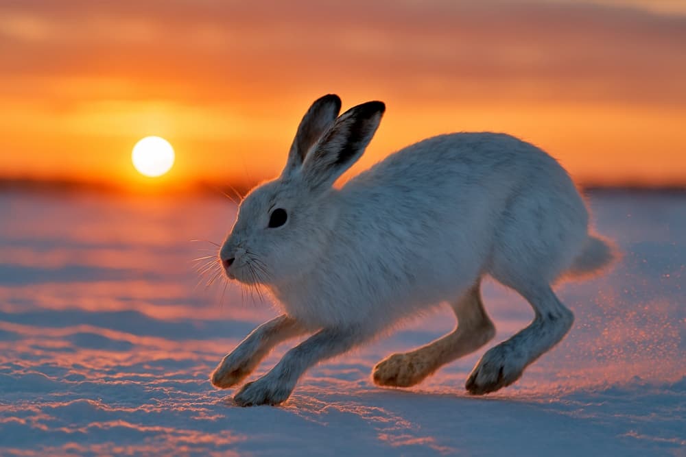 夕暮れの雪原を駆け抜けるエゾユキウサギ(copilot)