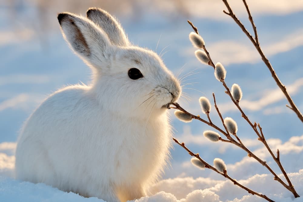 A mountain hare sniffing a pussy willow branch in the snow, bathed in soft winter sunlight. 雪の中でネコヤナギの枝に鼻を寄せるエゾユキウサギ。柔らかな光が毛並みに差す