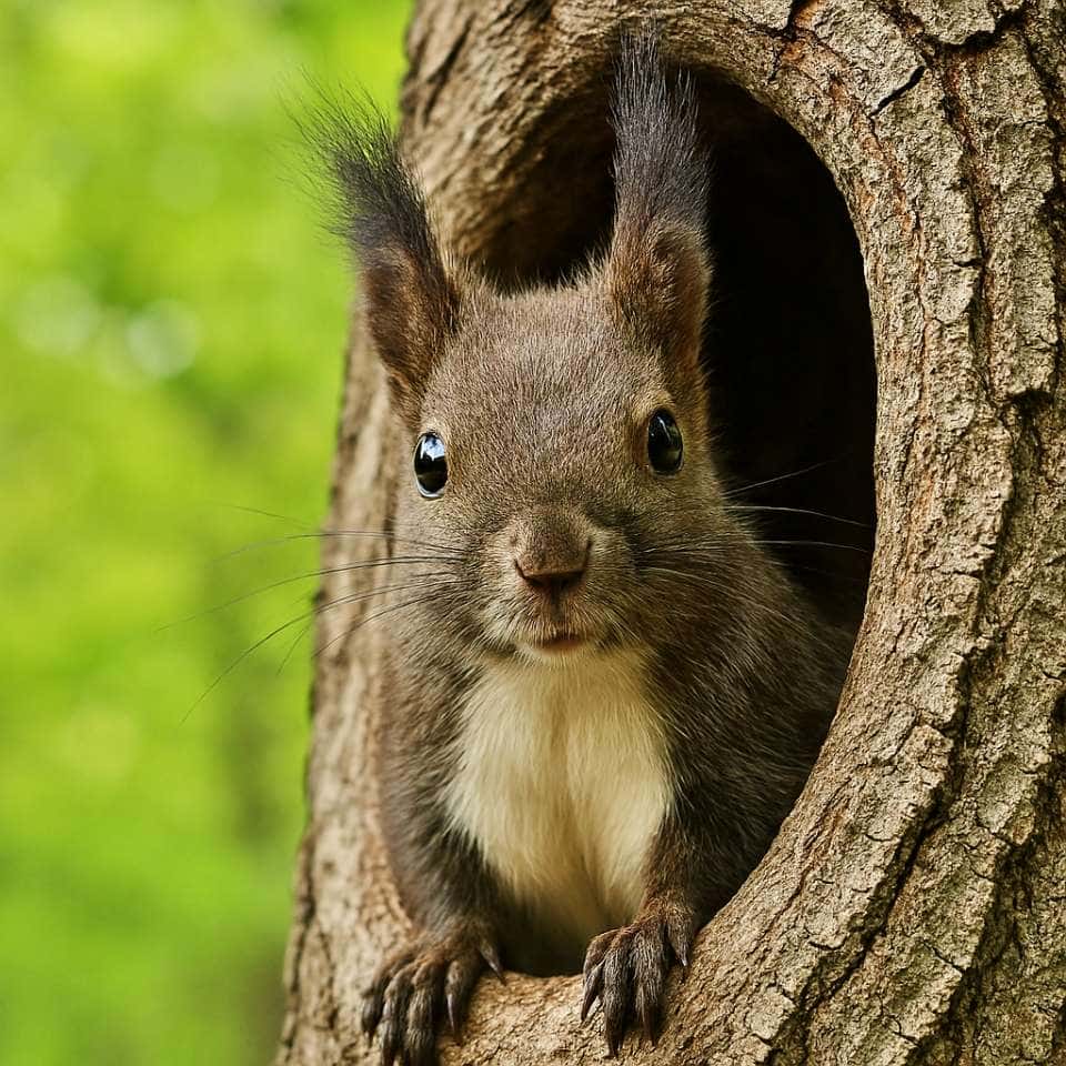 A Hokkaido Squirrel peeks out from a tree trunk hole, gripping the edge with its front paws. Its tufted ears and curious gaze are framed by a softly blurred green forest. 木の幹の穴から顔を覗かせるエゾリス。白い腹毛と耳の房毛が特徴的で、前足で穴の縁をつかみながら好奇心に満ちた表情でこちらを見ている