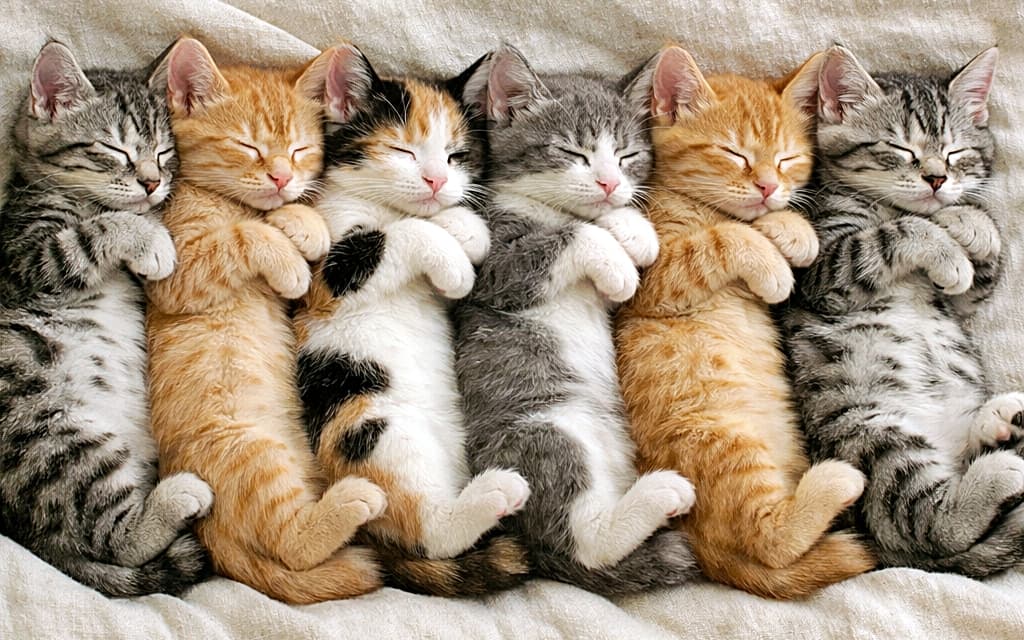 「色とりどりの猫パズル完成!🧩 グレー、茶、三毛… 奇跡のシンクロ寝相で、芸術的なお昼寝タイム🎨✨」Six kittens of different breeds (tabby, orange, calico, grey) sleeping in a synchronized vertical row on a bed. Their bodies are perfectly aligned side-by-side, heads tilted at the same angle, creating a colorful and rhythmic pattern. キジトラ、茶トラ、三毛猫など、種類の異なる6匹の子猫がベッドの上で縦一列に並んで眠っている。体の向きや首をかしげる角度まで完全にシンクロしており、カラフルでリズミカルな模様のよう