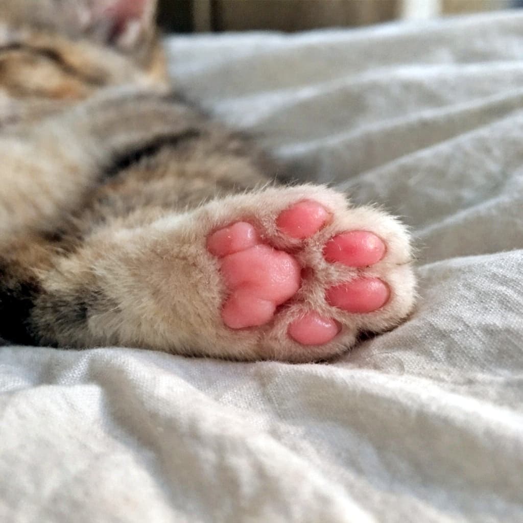 「お昼寝中にちょこん。ふにっと広がるピンクの肉球は、今日のご褒美です！？」Close-up of a relaxed kitten’s paw resting on a cotton sheet, showing soft pink paw pads in gentle natural daylight. コットンシーツの上でくつろぐ子猫の肉球を写したクローズアップ写真。自然光に包まれた柔らかな雰囲気