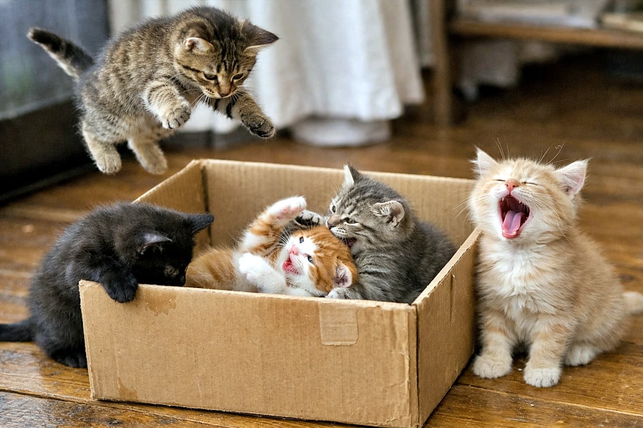 「ジャンプ！じゃれ合い！あくび！段ボールひとつで全力遊びな子猫たち🐾」Five playful kittens playing in and around a cardboard box, with one jumping, two wrestling inside, one peeking over the edge, and one yawning beside the box in a cozy indoor setting. 段ボール箱の中と外で遊ぶ5匹の子猫。1匹はジャンプし、2匹は箱の中でじゃれ合い、1匹は箱の外をのぞき、もう1匹は大きなあくびをしている室内の様子