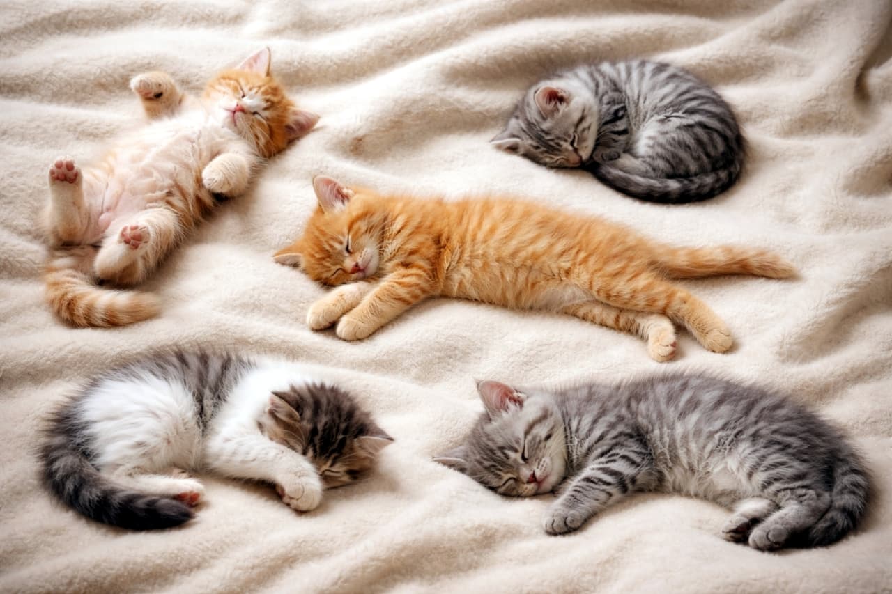 「やわらかなブランケットの上で、5匹の子猫がそれぞれ違う寝姿を披露中。お腹見せや丸まりポーズまで、個性がそっと並ぶ癒やしのひととき」Five fluffy kittens of different breeds sleeping in distinct poses on a soft cream blanket, evenly spaced with no overlap, photographed from a slightly top-down angle in warm indoor lighting. 柔らかなクリーム色のブランケットの上で、異なるポーズで眠る5匹の子猫が、重ならず均等に配置された様子をやや俯瞰で撮影した写真