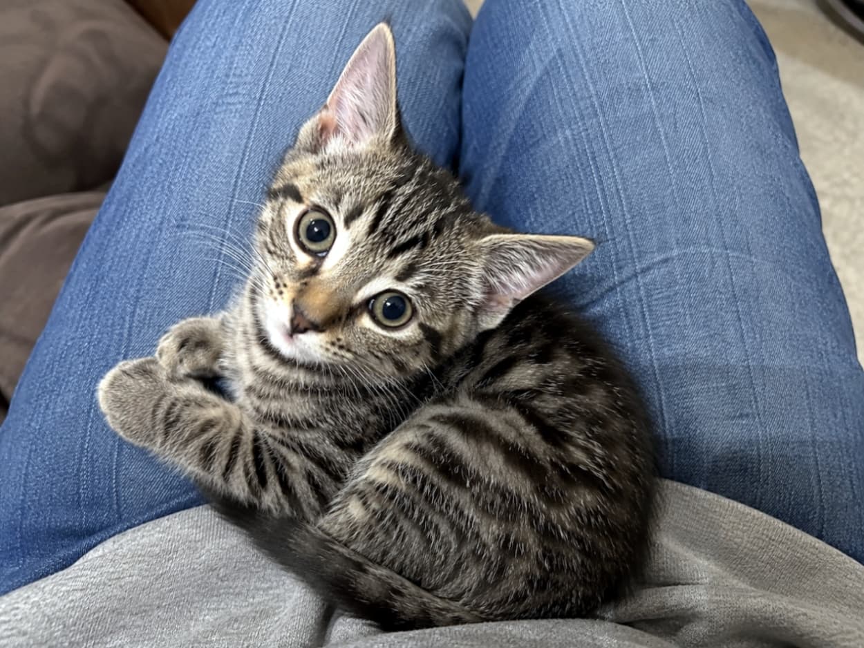 「膝の上で安心しきった表情を見せる子猫に思わずほっこり🐾💙ぬくもりと信頼感が伝わる、日常の幸せを感じるワンシーンです✨」Ultra-realistic high-quality photograph of a tabby kitten relaxing on a person's lap wearing denim, curling its body and looking up, cozy home setting with natural candid composition. デニムを履いた人の膝の上でくつろぐキジトラの子猫。体を丸めながら見上げるようにこちらを見ており、家庭的で温かみのある自然なスナップ写真
