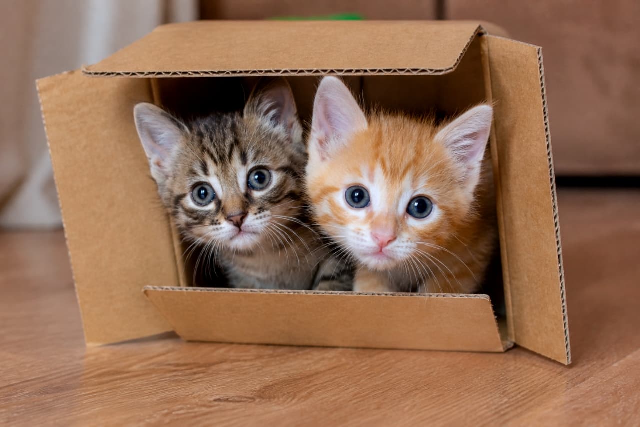 「仲良しコンビが箱の中からこんにちは！🐱🐱2匹一緒なら狭い段ボールの中だって最高の秘密基地になっちゃうね🌈✨」Two adorable kittens, one tabby and one ginger, sitting close together inside a sideways cardboard box and looking out. 横に倒した段ボール箱の中に、キジトラと茶トラの2匹の子猫が仲良く寄り添って座り、外の様子を伺っている可愛らしい様子