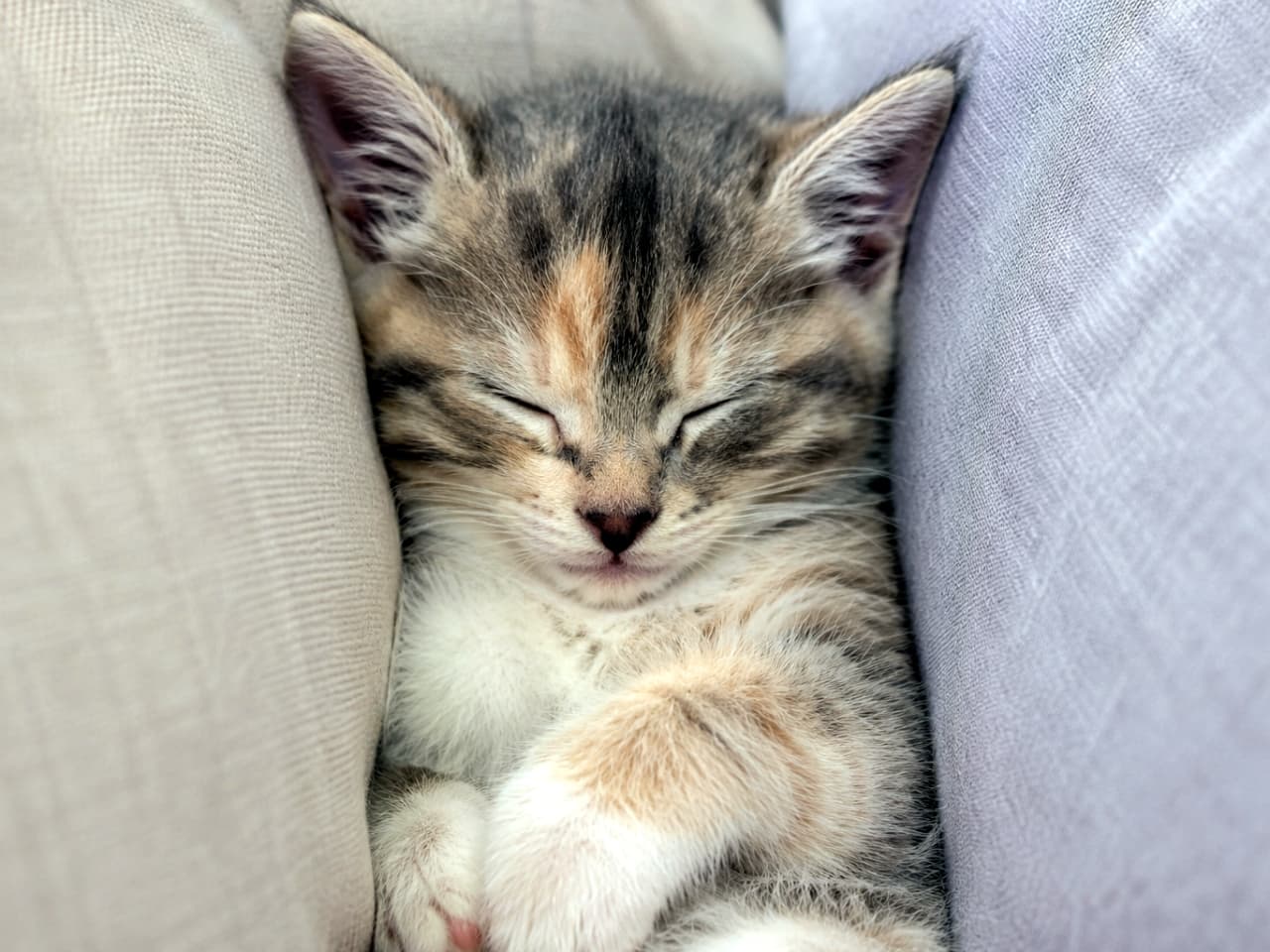 「クッションの隙間が一番落ち着くにゃん…🐾 おやすみなさい😴 #猫のいる暮らし #癒やし #子猫」Ultra-realistic high-quality photograph of a calico kitten sleeping peacefully tucked between soft beige and light gray cushions. Close-up view focusing on its serene, adorable face. ベージュと薄グレーのクッションの間に顔を埋めて、安心しきった表情で眠る三毛柄の子猫。柔らかい毛並みと閉じた目が印象的な接写ショット