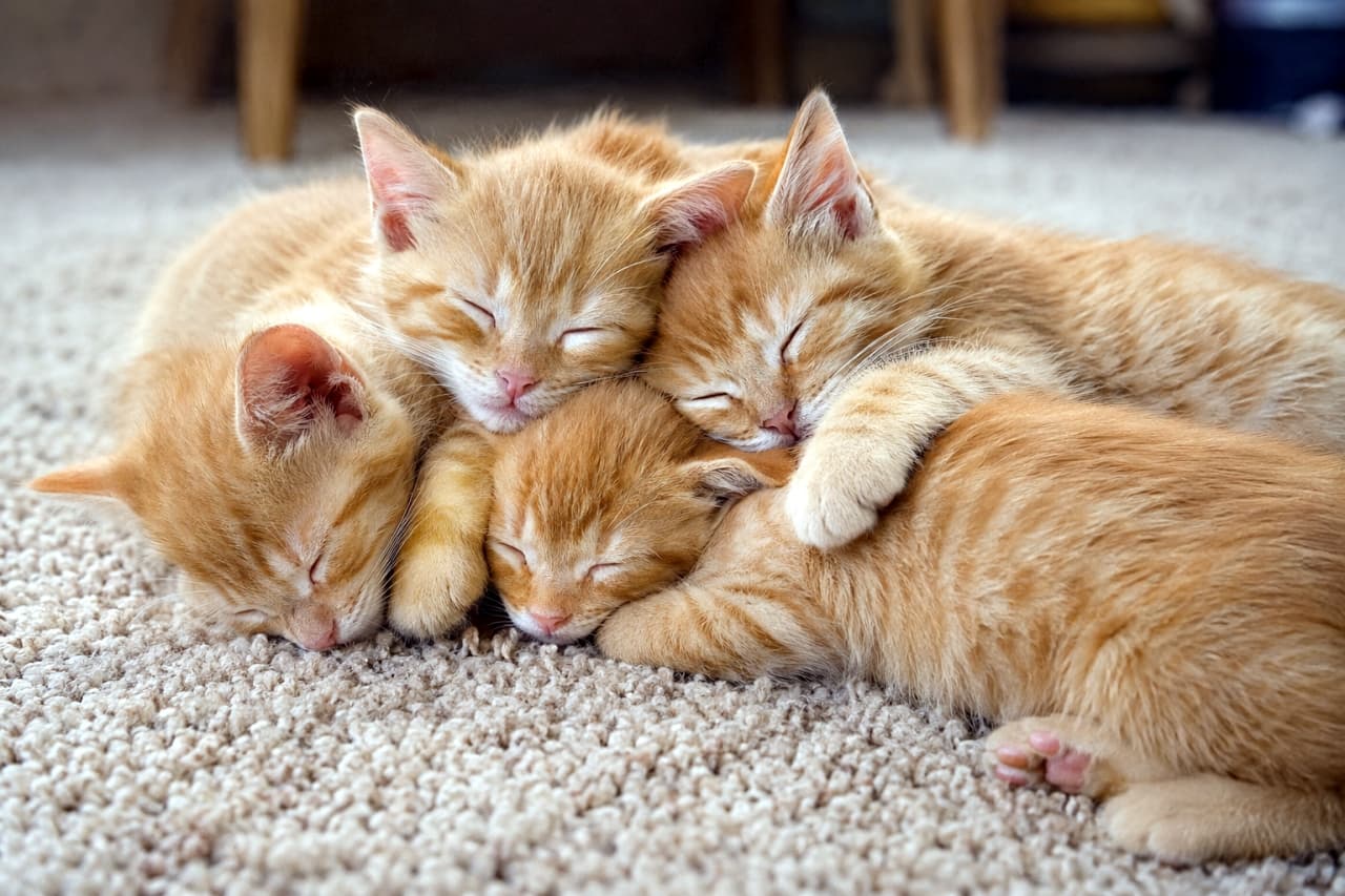 「幸せの渋滞が発生中...!🧡4匹揃って夢の中へ。このモフモフ感、たまりません🐈✨ #子猫 #癒やし」Ultra-realistic high-quality photograph of four ginger kittens snuggling and sleeping together on a plush beige carpet. The soft lighting highlights their delicate fur textures, creating a warm and peaceful atmosphere. ベージュのふかふかした絨毯の上で、4匹の茶トラの子猫が互いに身を寄せ合い、重なり合うようにして深く眠っています。柔らかな光が子猫たちの繊細な毛並みを照らし、温かみのある雰囲気を演出しています