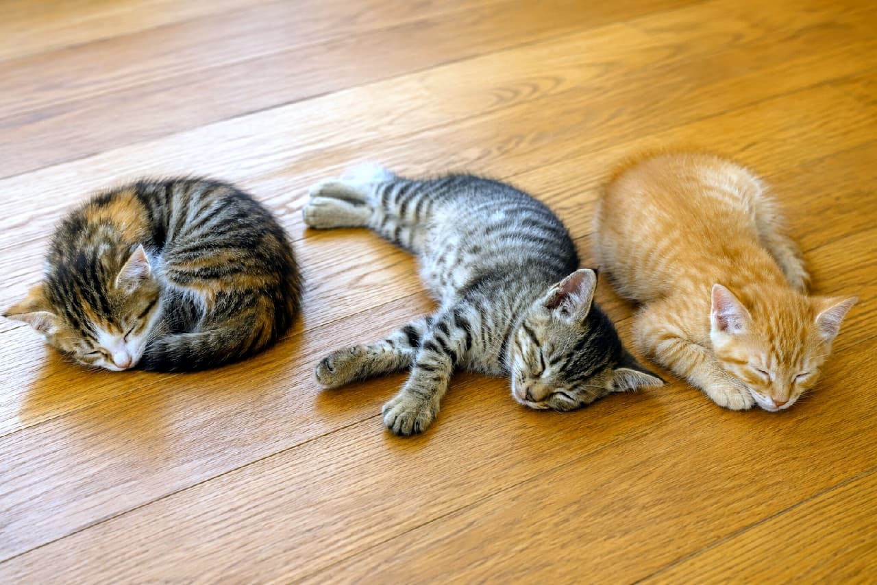 「自由気ままな寝相がたまらない!ずっと見ていられる究極の癒やし時間🕰️✨ #子猫 #にゃんすたぐらむ #癒やし」Ultra-realistic high-quality photograph of three kittens sleeping on a wooden floor: a curled-up tortoiseshell tabby, a relaxed brown tabby stretching out, and a ginger tabby resting its head on its paws, illuminated by gentle indoor light. 木目の美しいフローリングの上で、左から顔を隠して丸まる麦わら猫風の子猫、中央でダイナミックに手足を投げ出して眠るキジトラ、右で前足に顔を乗せて眠る茶トラの3匹。穏やかな室内の光が、フワフワした柔らかな被毛の質感を美しく捉えた高画質写真