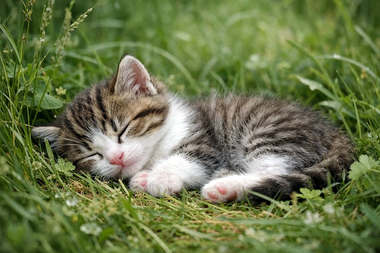 「草の香りに包まれて🍃ちいさな体で全力お昼寝中。見守りたくなる寝顔です😴」A tiny tabby and white kitten sleeping soundly in soft green grass, photographed in a realistic style. やわらかな緑の草むらの中で、丸くなって気持ちよさそうに眠るキジ白の子猫