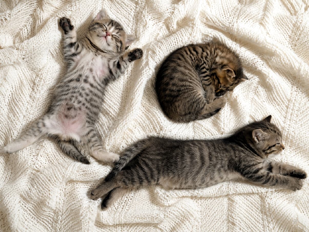 「大の字、まん丸、ぐーんと伸び!💤 みんなどんな夢を見てるのかな?無防備すぎる寝相に心奪われるお昼寝タイム🐈💕 #キジトラ #子猫 #猫のいる暮らし #猫好き」Ultra-realistic high-quality top-down photograph of three tiny tabby kittens sleeping on a large, textured white knit blanket in soft morning light. One kitten is sprawled flat on its back in a star shape exposing its spotted belly, another is curled into a tight circle, and the third is stretched out on its side, capturing a cozy and extremely detailed peaceful atmosphere. 柔らかな朝の自然光に包まれた白いざっくり編みのニットブランケットの上で、適度な距離を保ちながら3匹のキジトラ子猫が気持ちよさそうに眠っています。左の子猫は仰向けで大の字に開きキュートな水玉模様のお腹を見せ、右上はアンモナイトのようにまん丸く丸まり、右下は横向きにぐーんと手足を伸ばしています。キジトラ特有の縞模様や被毛の繊細な質感、平和な寝顔が緻密に描写された、温かく心地よいお昼寝風景