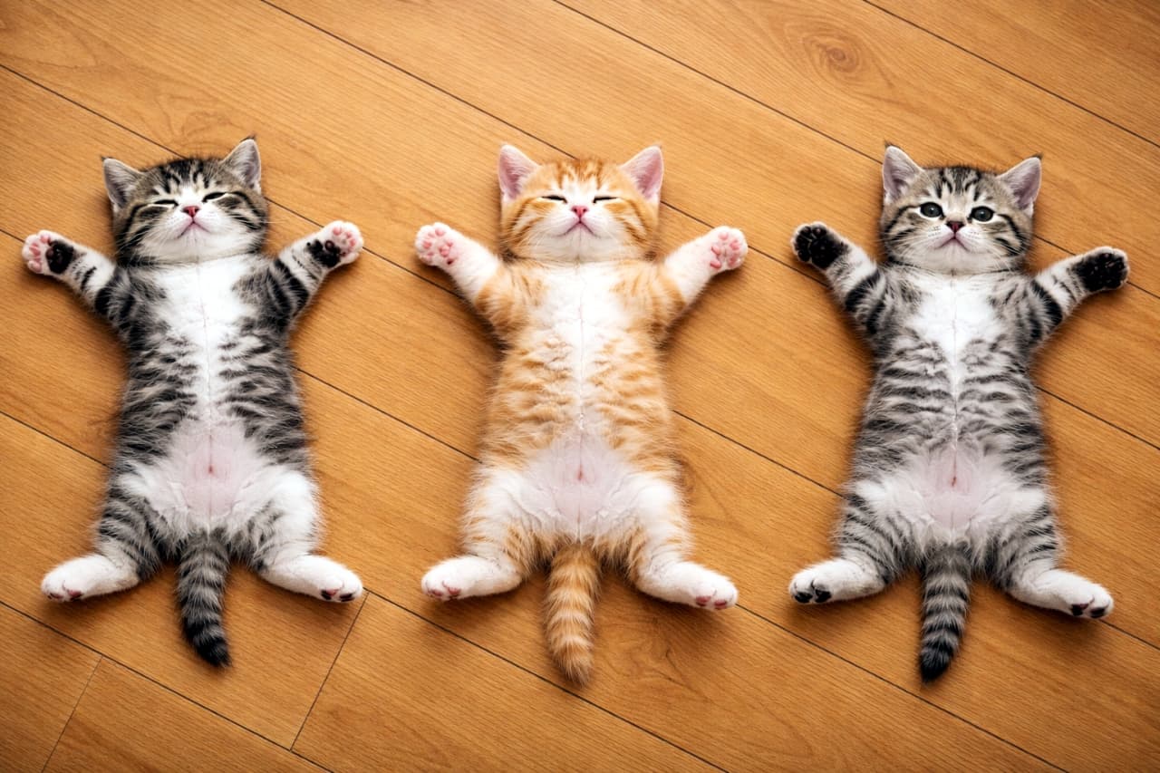 「シンクロ率100%!?😹 フローリングで大の字になって爆睡中の子猫トリオ🐾 無防備なお腹がたまらない〜💕」Ultra-realistic high-quality photograph of three adorable kittens (two tabbies and one orange tabby) sleeping fully stretched out on their backs on a wooden floor. 木目の美しいフローリングの上で、3匹の子猫(キジトラ、茶トラ、キジトラ)が仰向けになり、手足を大の字に広げて無防備に眠っている様子