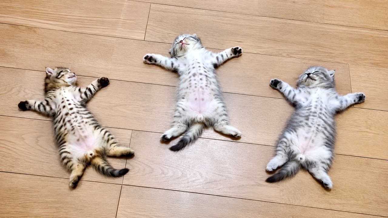 「空を飛んでいるみたい!?✈️無防備すぎる「ヘソ天」寝姿に、癒やし度120%です🐾✨ #猫好き」Ultra-realistic high-quality photograph of three tabby kittens sleeping flat on their backs with limbs outstretched in a "superman" pose on a light wooden floor. Top-down view showing their spotted bellies clearly. 明るい色の木目調フローリングの上で、3匹のキジトラやシルバータビーの子猫が仰向けになり、手足をピンと伸ばした「スーパーマン」のようなポーズで眠っています。お腹の斑点模様がはっきりと見える真上からの構図です