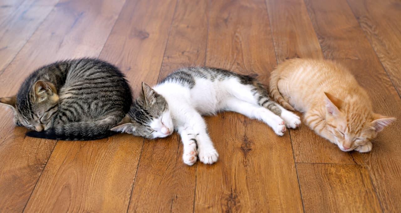 「仲良くお昼寝中の子猫トリオ🐾💤 どんな楽しい夢を見ているのかな? #子猫 #猫のいる暮らし #お昼寝 #にゃんすたぐらむ #癒やし」Ultra-realistic high-quality photograph of three sleeping kittens on a warm wooden floor, featuring a curled-up brown tabby, a stretched-out brown tabby and white bicolour, and a resting ginger tabby, bathed in soft natural light. 温かみのある無垢材のフローリングの上で、左からアンモナイトのように丸まるキジトラ、手足を伸ばして無防備に眠るキジ白(ハチワレ)、そして丸くなる茶トラの3匹の子猫が並んでお昼寝をしている高画質写真。柔らかな自然光がそれぞれの被毛の繊細な模様を優しく照らし出しています