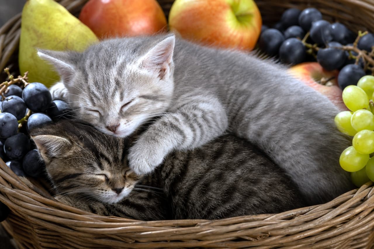「フルーツに囲まれてスヤスヤ…🍎🍇甘い夢を見てるのかな?見ているだけで癒やされる最高の1枚です✨」Ultra-realistic high-quality photograph of two kittens sleeping together in a wicker basket surrounded by fresh fruits like apples, grapes, and pears. フルーツバスケットの中で寄り添って眠る2匹の子猫。周囲にはリンゴやブドウ、洋梨が並び、カゴの網目と瑞々しい果物の質感がリアルに描写されている高品質な写真